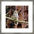 Northern Barred Owl Framed Print