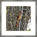 Northern Cardinal, Female Framed Print