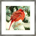 Northern Cardinal Framed Print