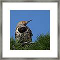 Northern Flicker In A Treetop Framed Print