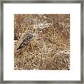 Northern Harrier Perched In Marsh Grass Framed Print