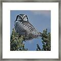 Northern Hawk Owl Framed Print