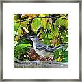 Northern Mockingbird Surrounded By Autumn Framed Print