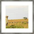 All Eyes Front Framed Print