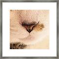 Nose And Whiskers Framed Print