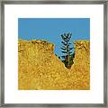 Notched Tree Bryce Canyon National Park Framed Print