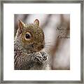Nutty About Christmas Framed Print