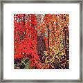 Oak Creek Autumn, Sedona, Arizona Framed Print