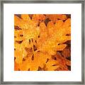 Oak Leaf Framed Print