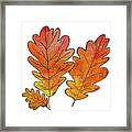 Oak Leaves Framed Print