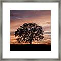 Oak Tree At Sunset Framed Print