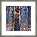 Oak Tree In The Woods Framed Print