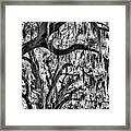 Oak Trees Spanish Moss Framed Print