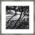 Ocean View Through Seagrape Trees Bw Framed Print