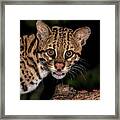 Ocelot Looking At You Framed Print