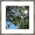 Ocmulgee Forest Skies Framed Print
