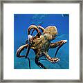 Octopus And Dolphin Frenzy Framed Print