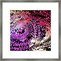 Octopus With One Leg Framed Print