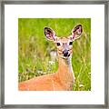 Oh Deer Framed Print
