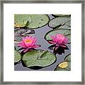 Oh Water Lilies Framed Print