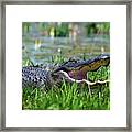 Okefenokee Gator Framed Print