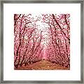Old Fruit Trees With New Blossoms Framed Print