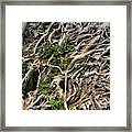Old Growth Tree Roots Framed Print