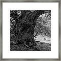 Old Spanish Chestnut Tree 1 Framed Print