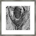 Old Tree Trunk In The Park Framed Print