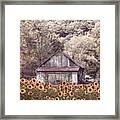 Old Wood Barn In Soft Sunflowers Framed Print