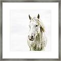 Oliver - Horse Art Framed Print