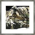 On The Hunt - Clouded Leopard Framed Print
