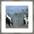 On The Run, Cades Cove Horse Series Framed Print