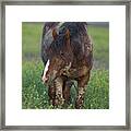 Onaqui In Spring Framed Print