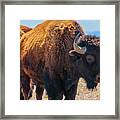 Bison In Field In The Daytime Framed Print