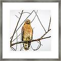 One Legged Perch Framed Print