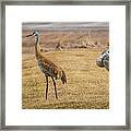 One Lookout Framed Print