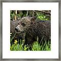 One Wet Little Bear Cub - Grizzly 399's Cub Framed Print