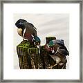 Only Room For One Wood Duck Framed Print