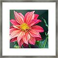 Open Dahlia Framed Print