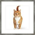 Orange And White Tabby Cat Facing And Looking Forward Framed Print