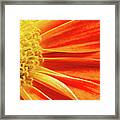 Orange Flower Framed Print