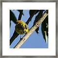 Orange-fronted Yellow Finch Framed Print