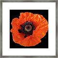 Orange Poppy On Black Square Art Framed Print