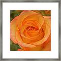 Orange Rose Vertical Framed Print