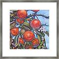 Orange Tree Framed Print