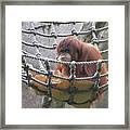 Orangutan Framed Print