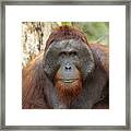 Orangutan In Tanjung Puting National Park Framed Print