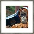 Orangutan Mom And Baby Framed Print