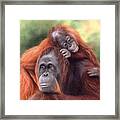 Orangutans Painting Framed Print